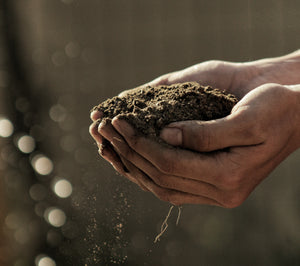 Organic Coffee: It's All In The Soil